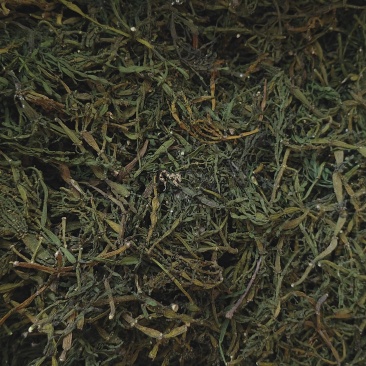 螃蟹脚茶树寄生