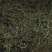 螃蟹脚茶树寄生
