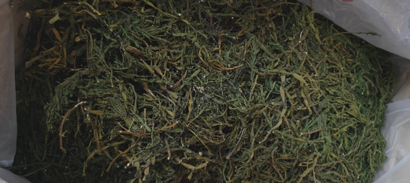 螃蟹脚茶树寄生