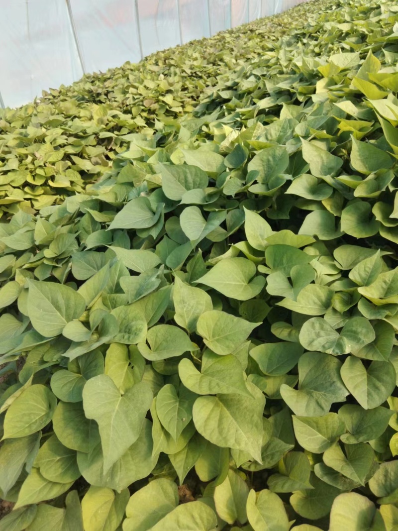西瓜红，小香薯，商薯19，等，脱毒苗，量大从优