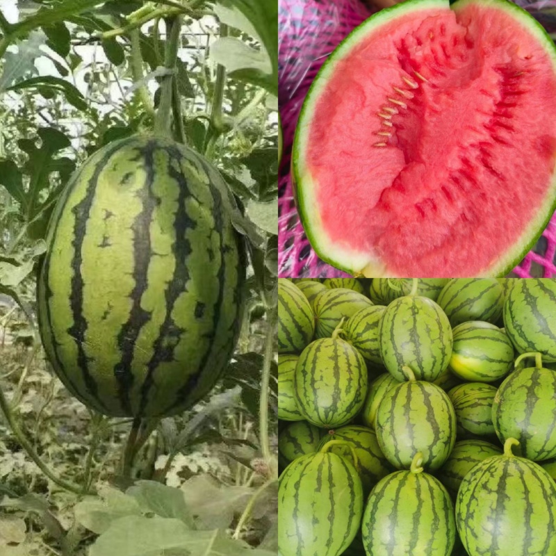 安徽小糖丸2K小西瓜早春红玉手掰西瓜产地直发