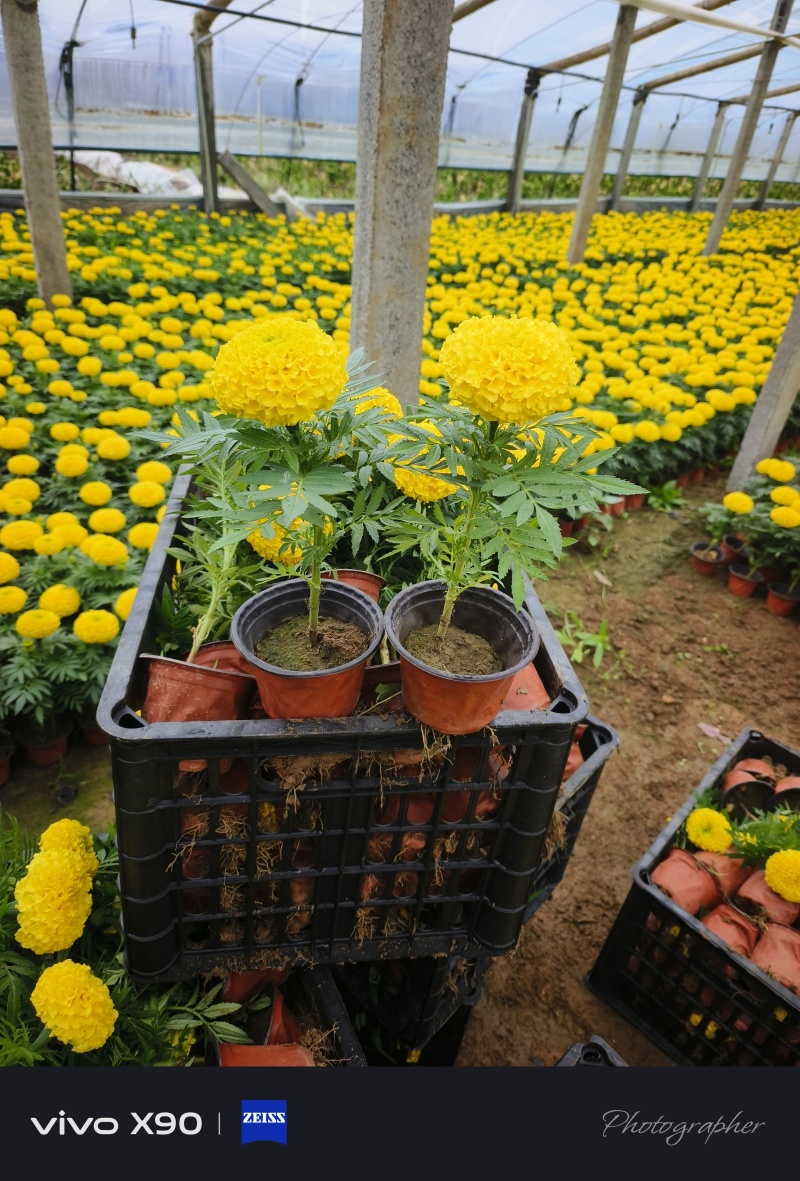 万寿菊，双色杯，0.2元