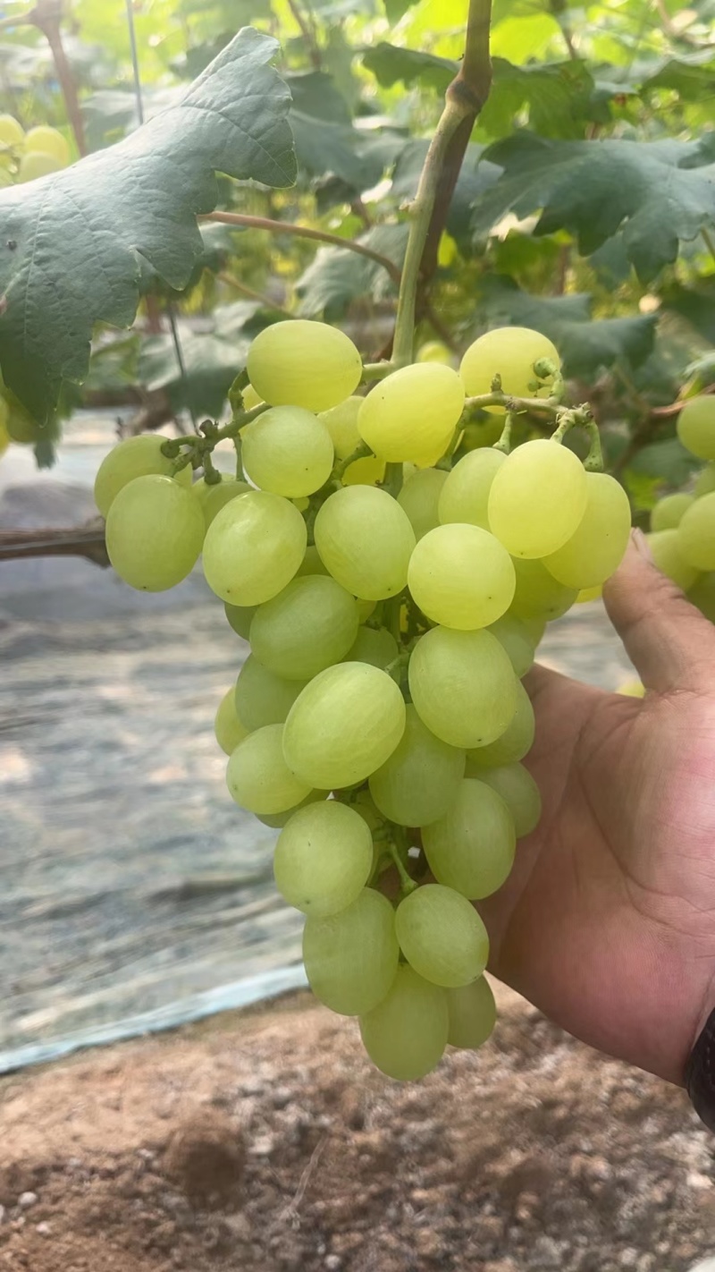 维多利亚青提无籽，现摘现发产地直发，一手货源，欢迎选购