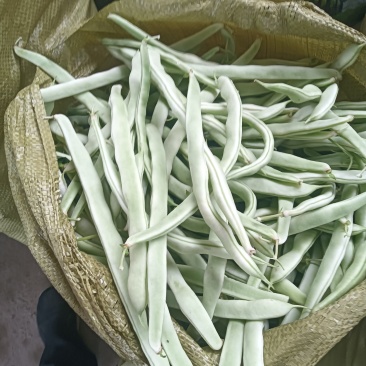 白不老