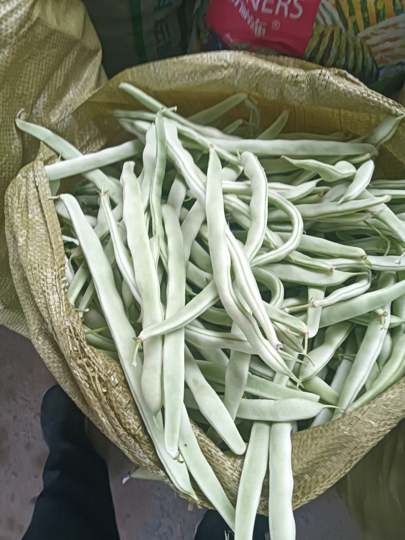 白不老
