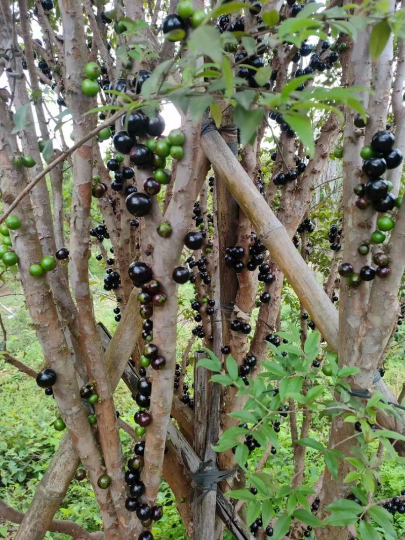 大果嘉宝果，树葡萄