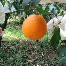 四川青见果冻橙，24年新果上市，产地直发货源充足视频