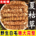 夏枯球