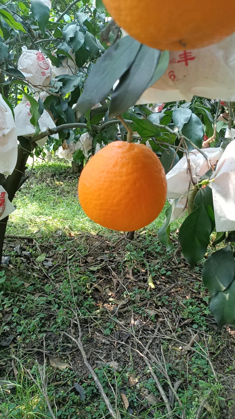 四川青见果冻橙，24年新果上市，产地直发货源充足视频看货