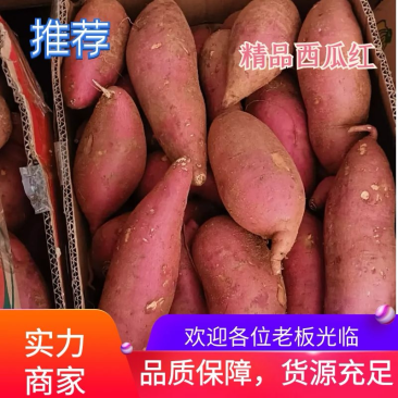 【实力推荐】山东精品西瓜红红薯优质红薯保质保量