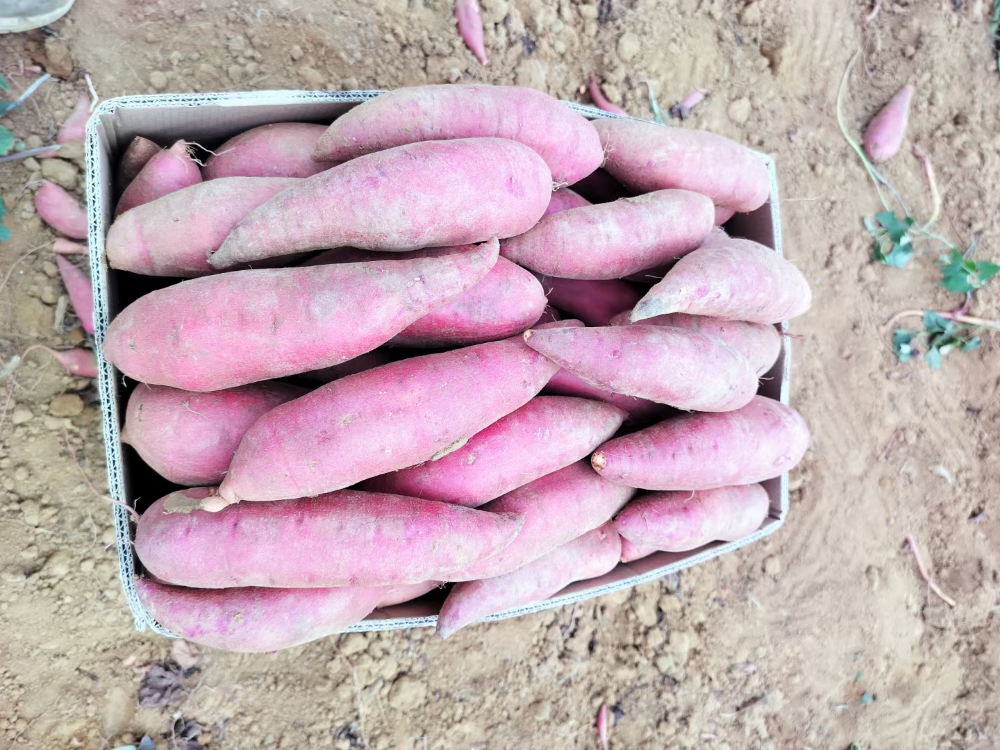 盖县甜王西瓜市场销售现场