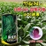 拖车头黑旋风菠菜种子，叶厚，红根品种，种子现货包邮
