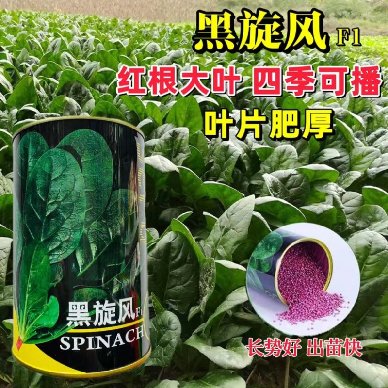 拖车头黑旋风菠菜种子，叶厚，红根品种，种子现货包邮