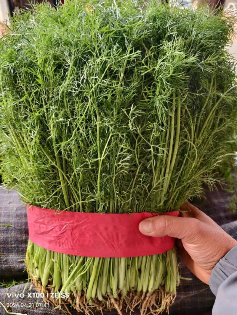 产地一手货源精品茴香苗大量现货需要的老板前来采购