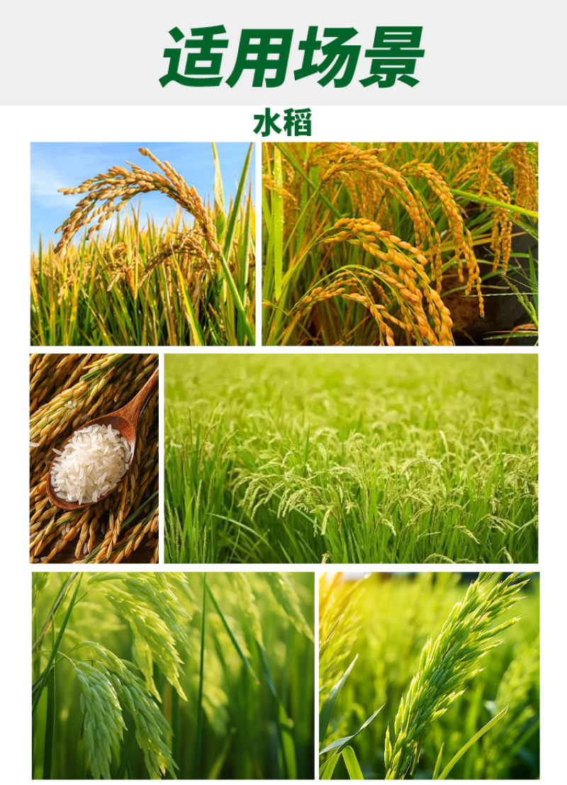 11.6%甲维氯虫苯水稻稻纵卷叶螟厂家直销量大从优假一赔