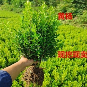 小叶黄杨黄杨毛球黄杨条瓜子黄杨工程绿化色块专用苗