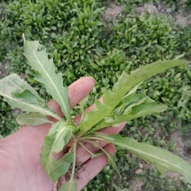 荠菜、荠菜花、地菜花、带花荠菜、荠荠菜花、三月三荠菜花煮