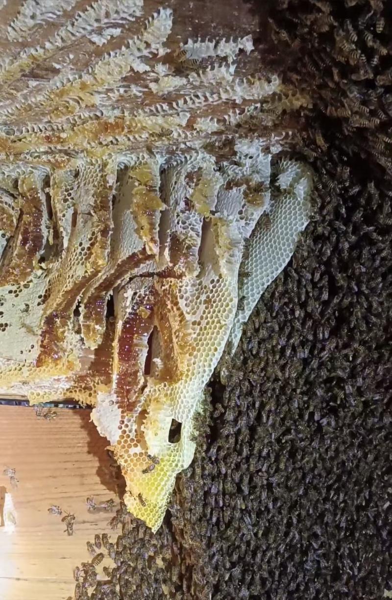 湖南芷江山区野生土蜂蜜，高山无污染，浓度高，养生保健佳品