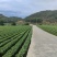 精品茶叶银丝及特级绿茶货源充足量大从优质量保证欢迎咨询