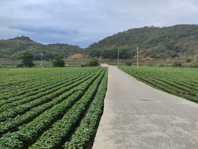 精品茶叶银丝及特级绿茶货源充足量大从优质量保证欢迎咨询