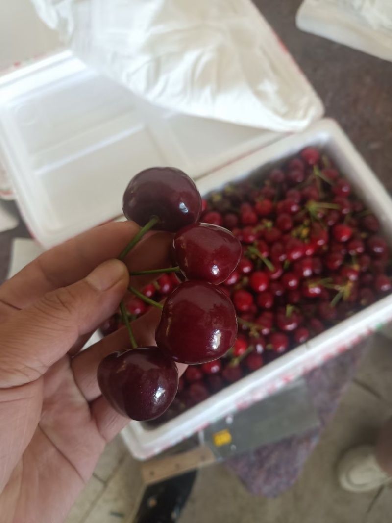 大美樱桃，货源充足，