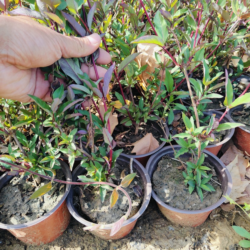 亮叶忍冬营养杯苗，金银花袋苗，坤盛苗木基地批发