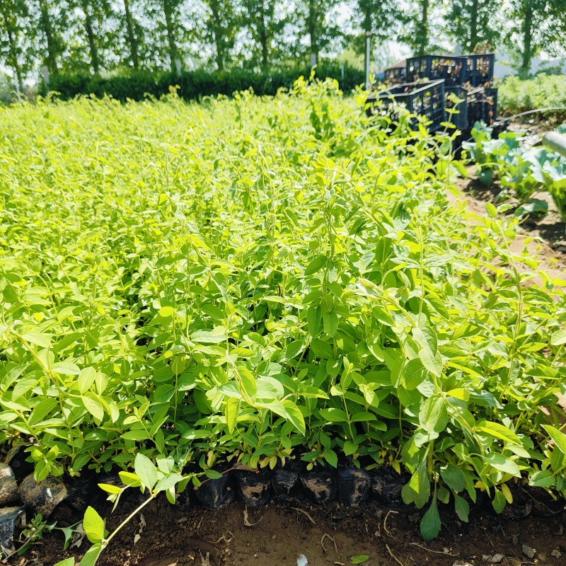 亮叶忍冬营养杯苗，金银花袋苗，坤盛苗木基地批发