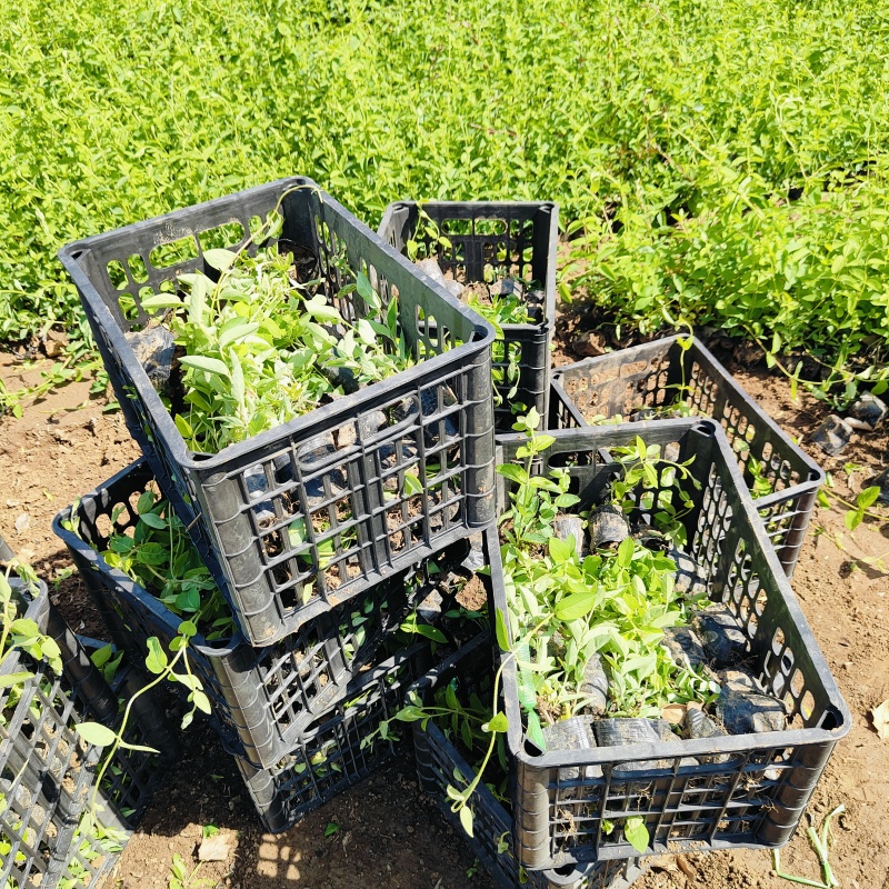 亮叶忍冬营养杯苗，金银花袋苗，坤盛苗木基地批发