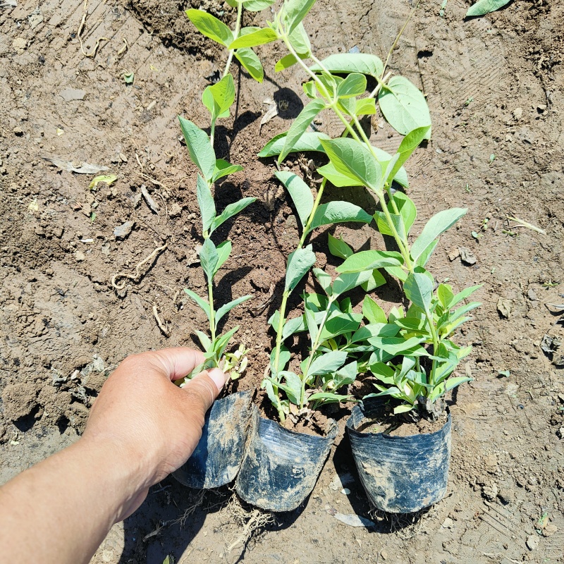 亮叶忍冬营养杯苗，金银花袋苗，坤盛苗木基地批发