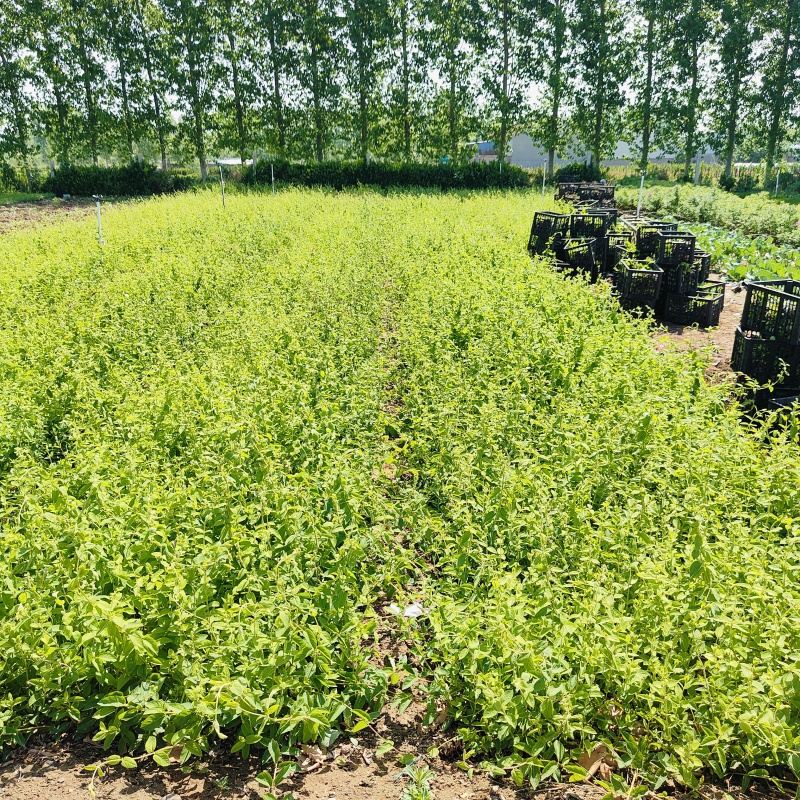 亮叶忍冬营养杯苗，金银花袋苗，坤盛苗木基地批发