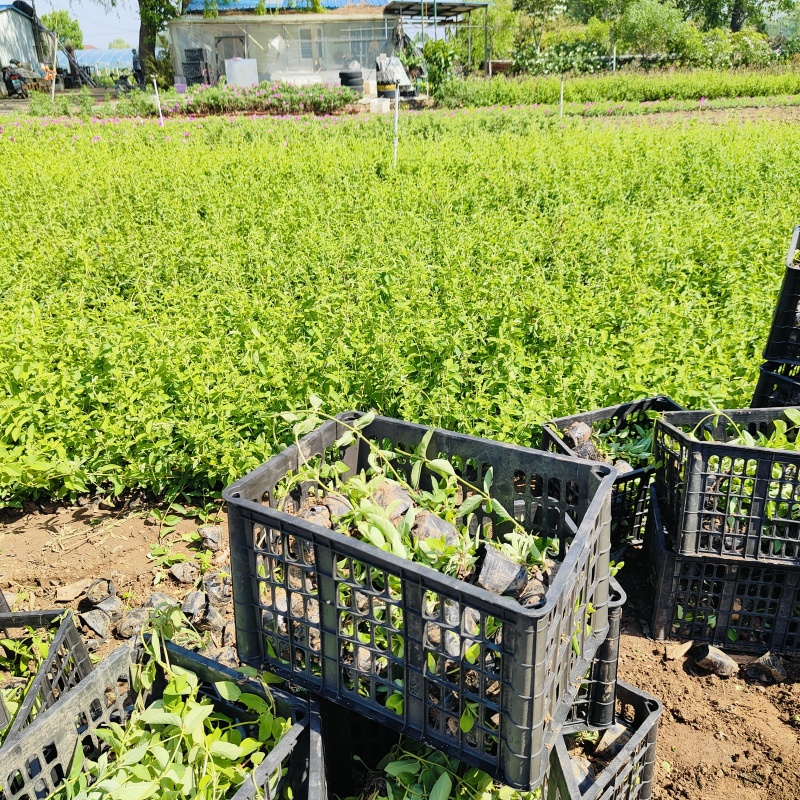 亮叶忍冬营养杯苗，金银花袋苗，坤盛苗木基地批发