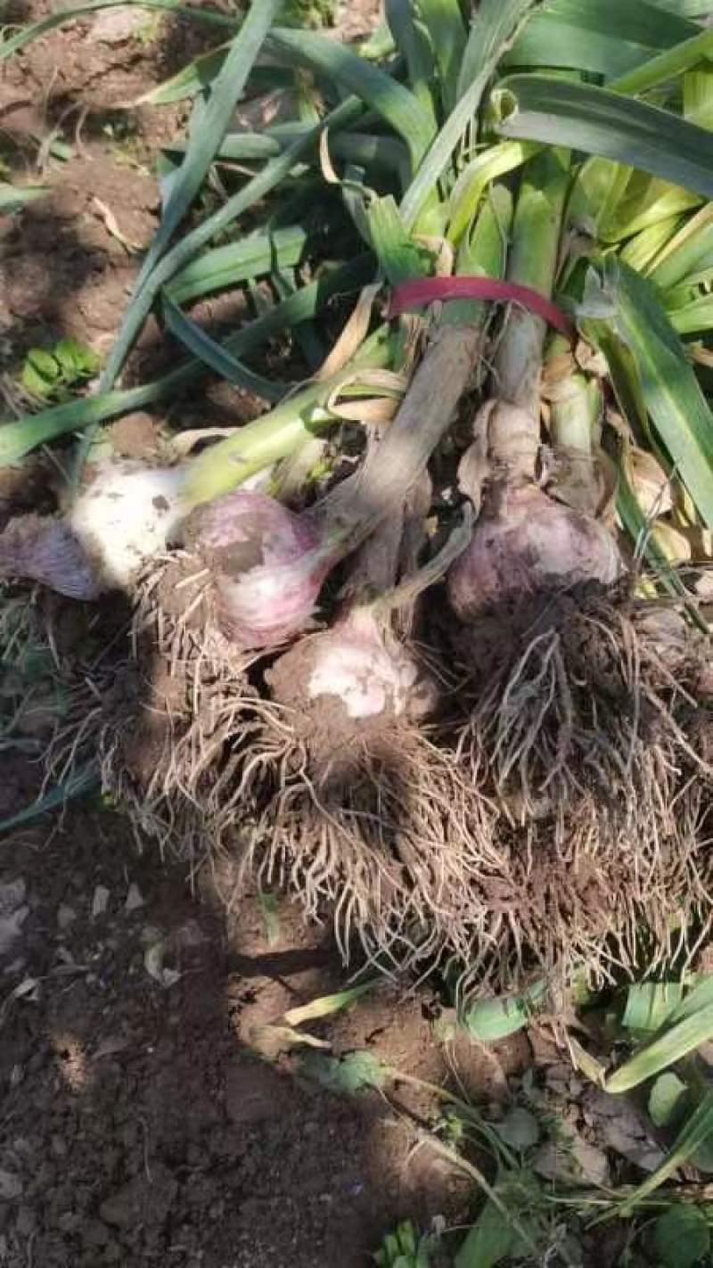 富新鲜大蒜50起步20头把子蒜现挖现装车