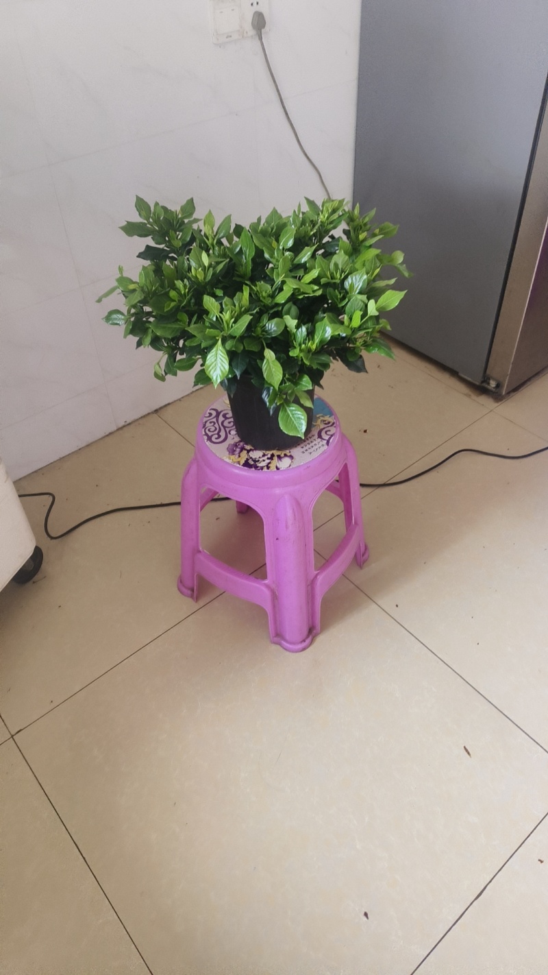 栀子花