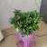 栀子花