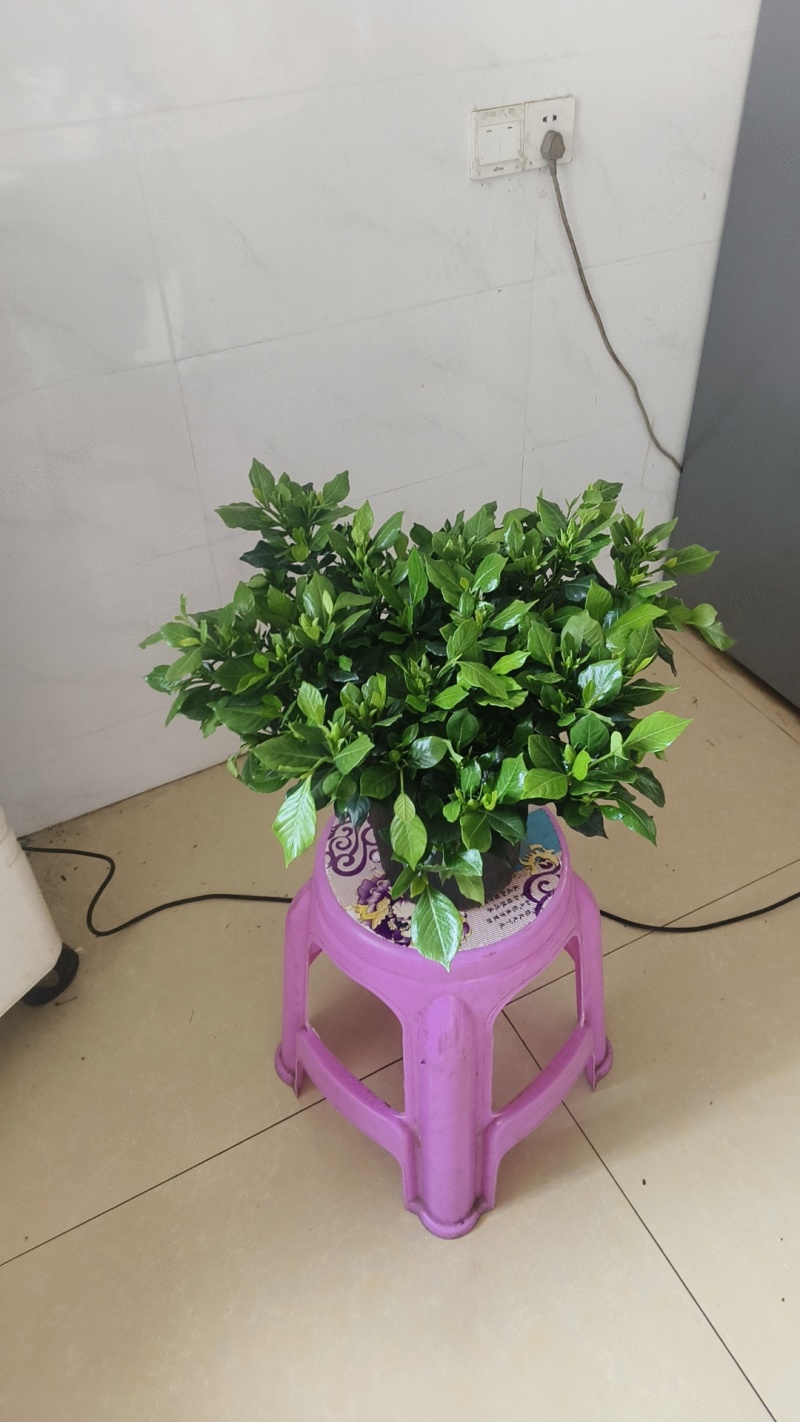 栀子花