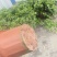 栀子花