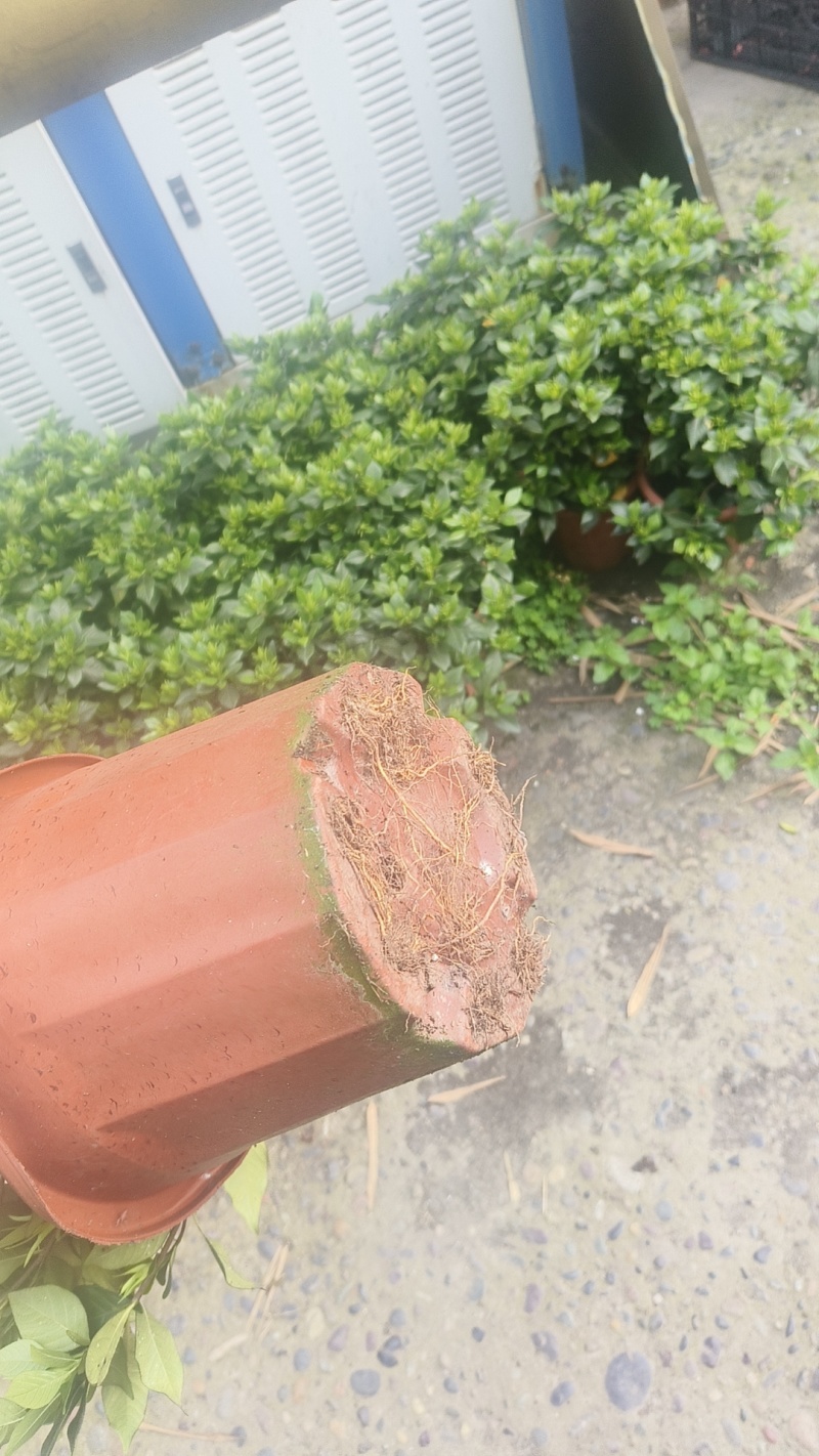 栀子花