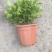 栀子花