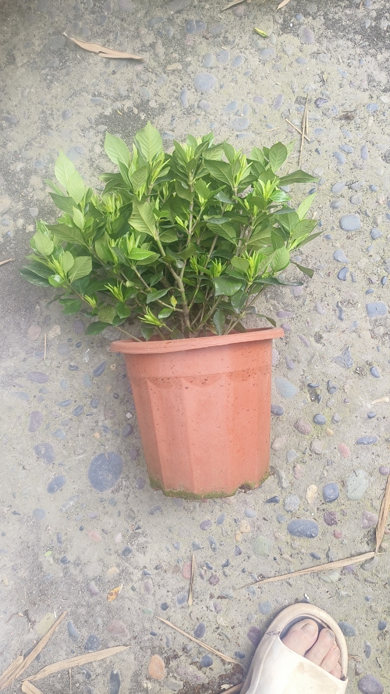栀子花
