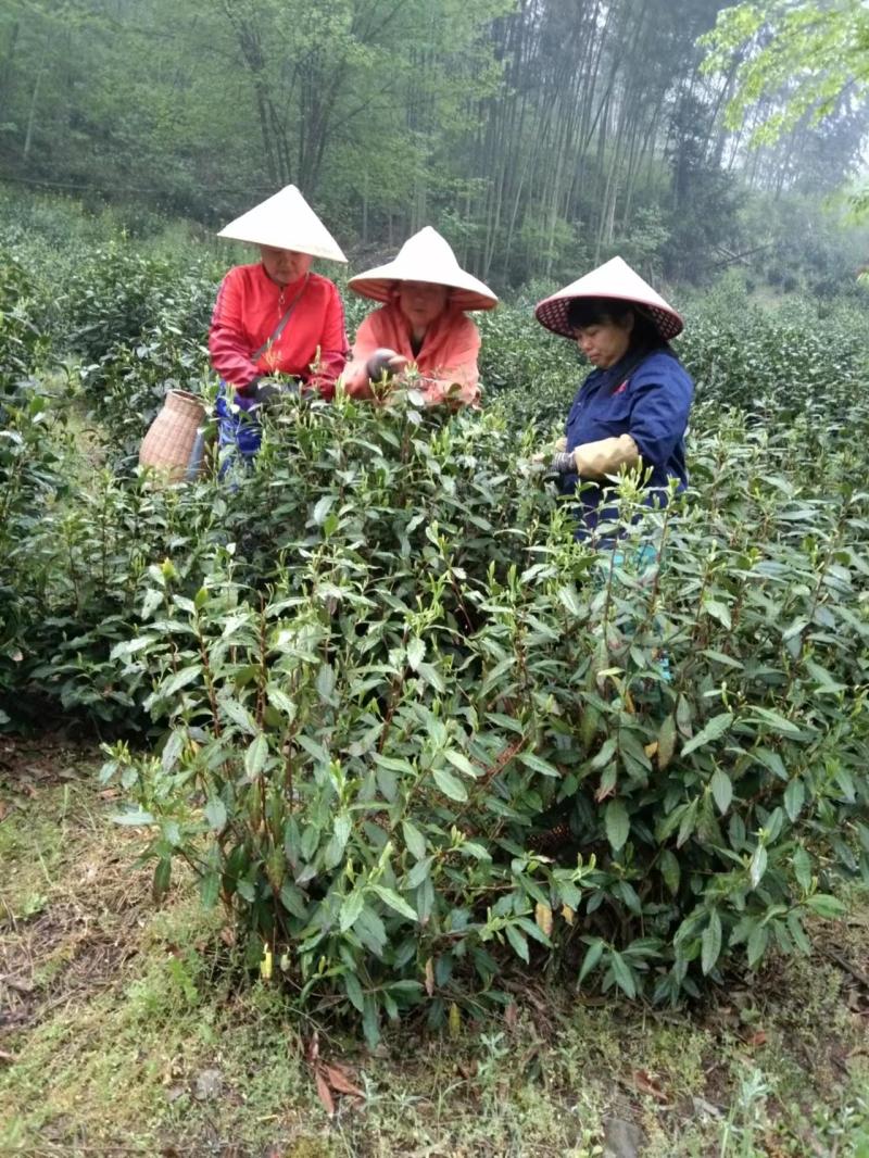 高山绿茶（翠尖，兰香）