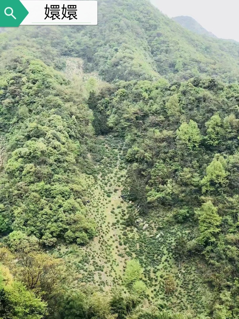 高山绿茶（翠尖，兰香）