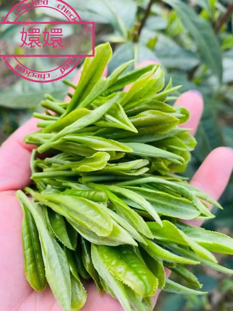 高山绿茶（翠尖，兰香）