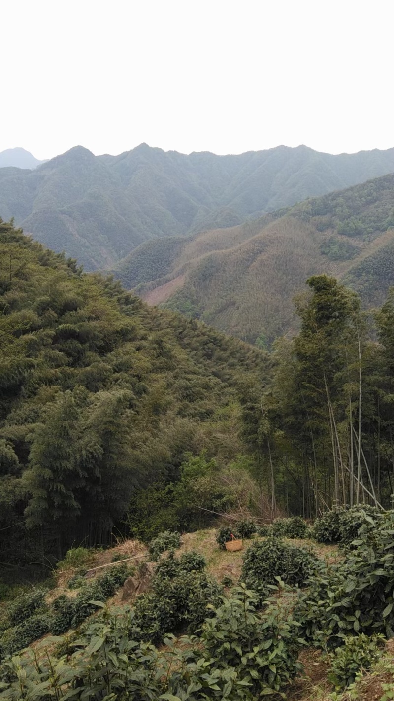 高山绿茶（翠尖，兰香）