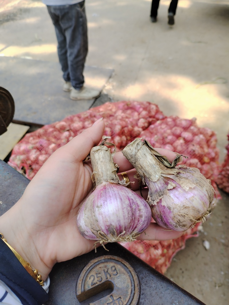 精品紫皮大蒜