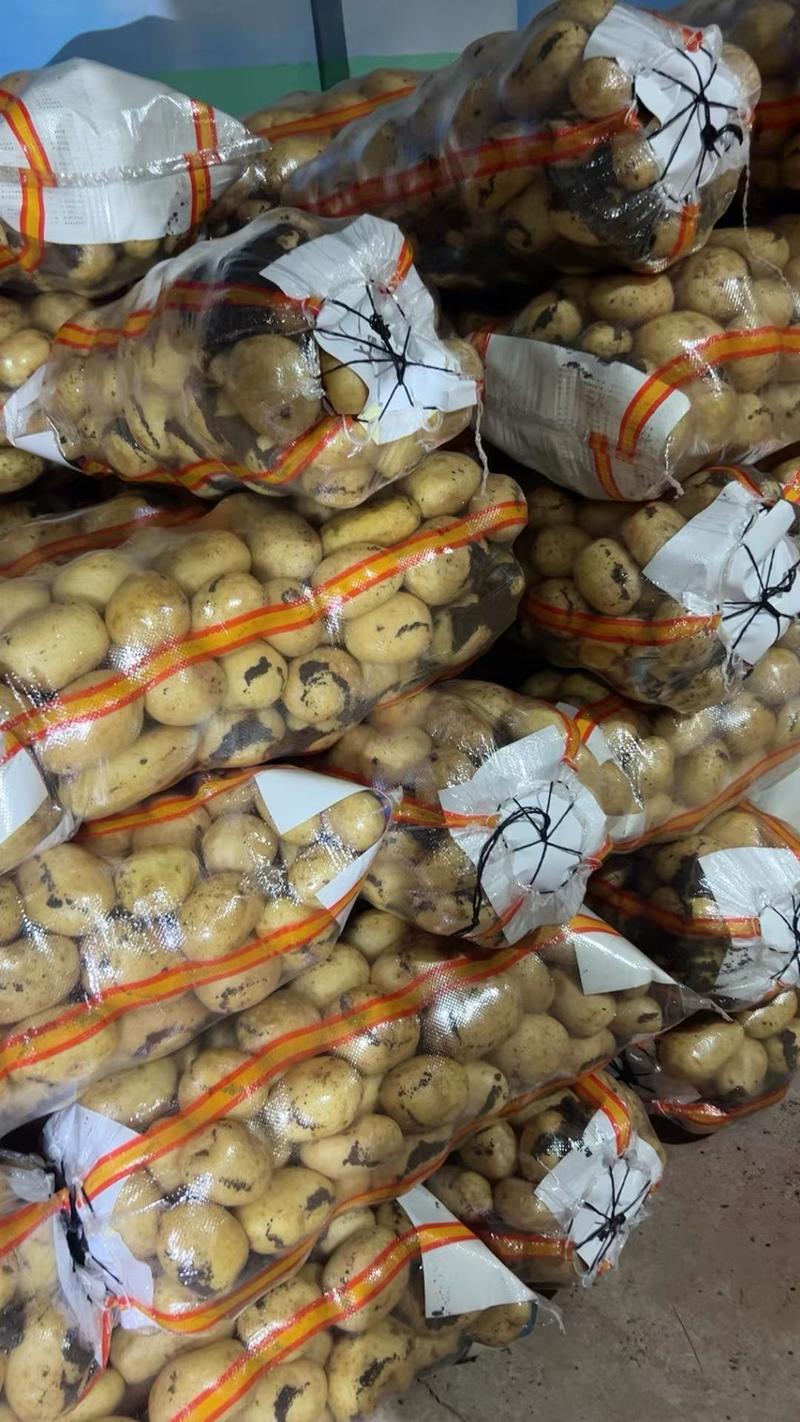 湖北天门精品黄心土豆产地大量出货一手货源批发全国代发