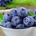 15+莱克西蓝莓，精品蓝莓，大田陆地种植，批发零售在线下