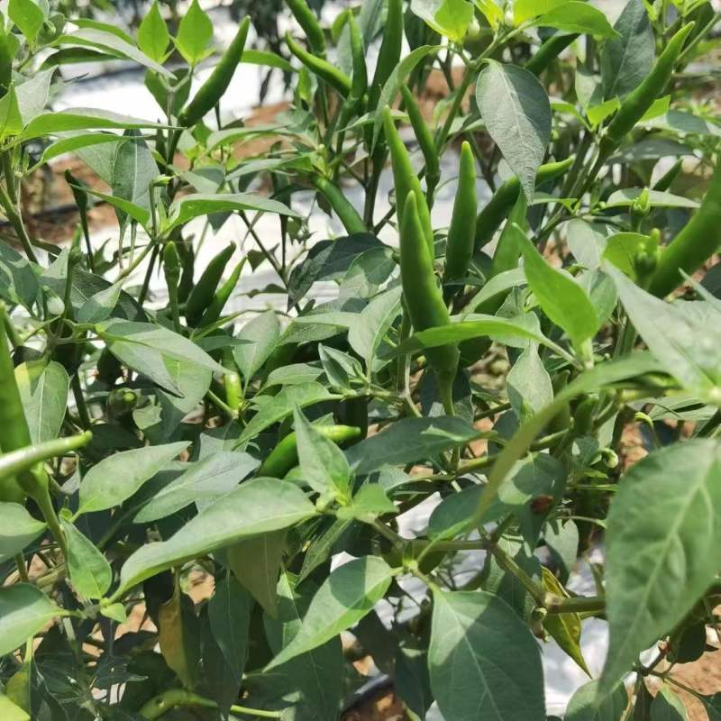 小米椒青辣椒大量上市产地直发对接电商批发商欢迎致电
