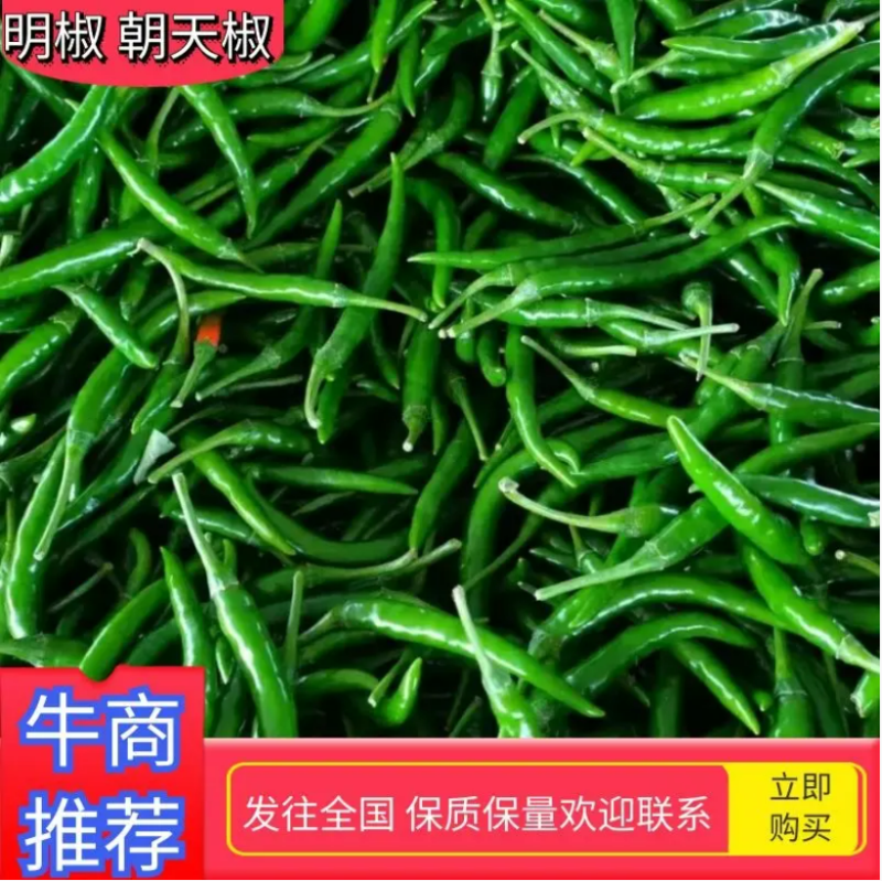 小米椒青辣椒大量上市产地直发对接电商批发商欢迎致电