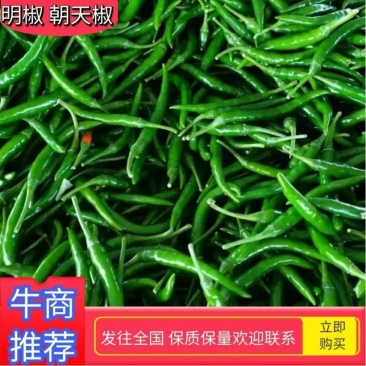 小米椒青辣椒大量上市产地直发对接电商批发商欢迎致电