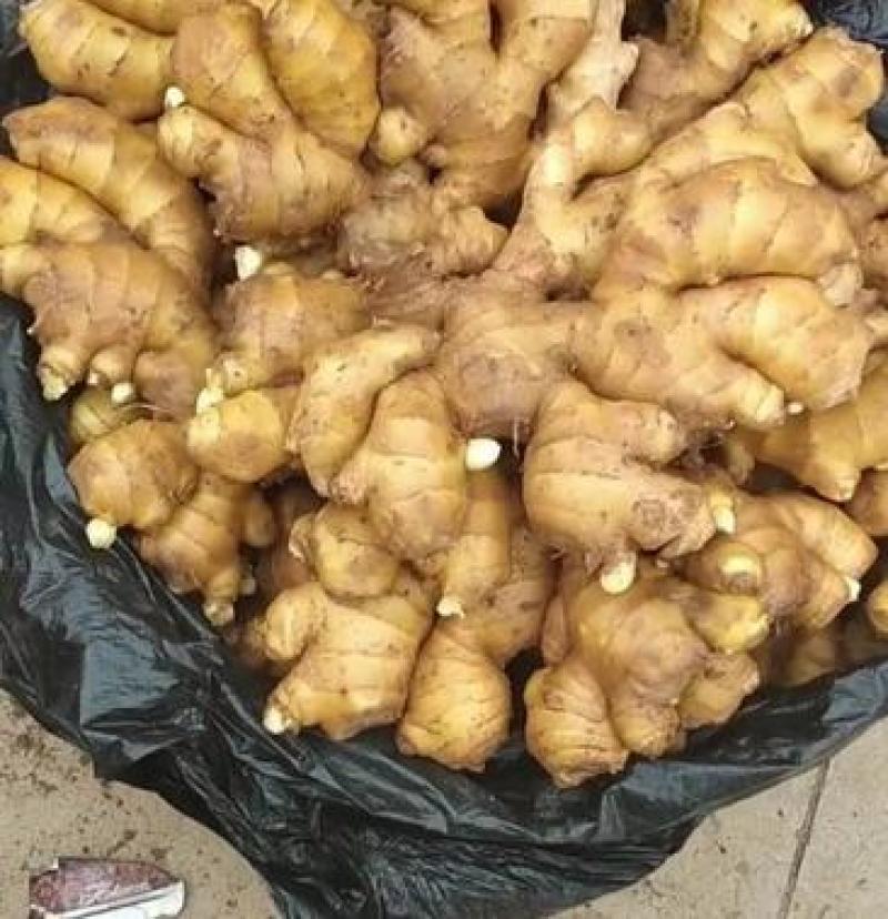 窖藏小黄姜色泽鲜黄，辣味十足，货源充足，全国发货坏烂包赔